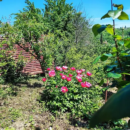 Apartment Cimbora, Salara Farmhouse Koper Exterior photo