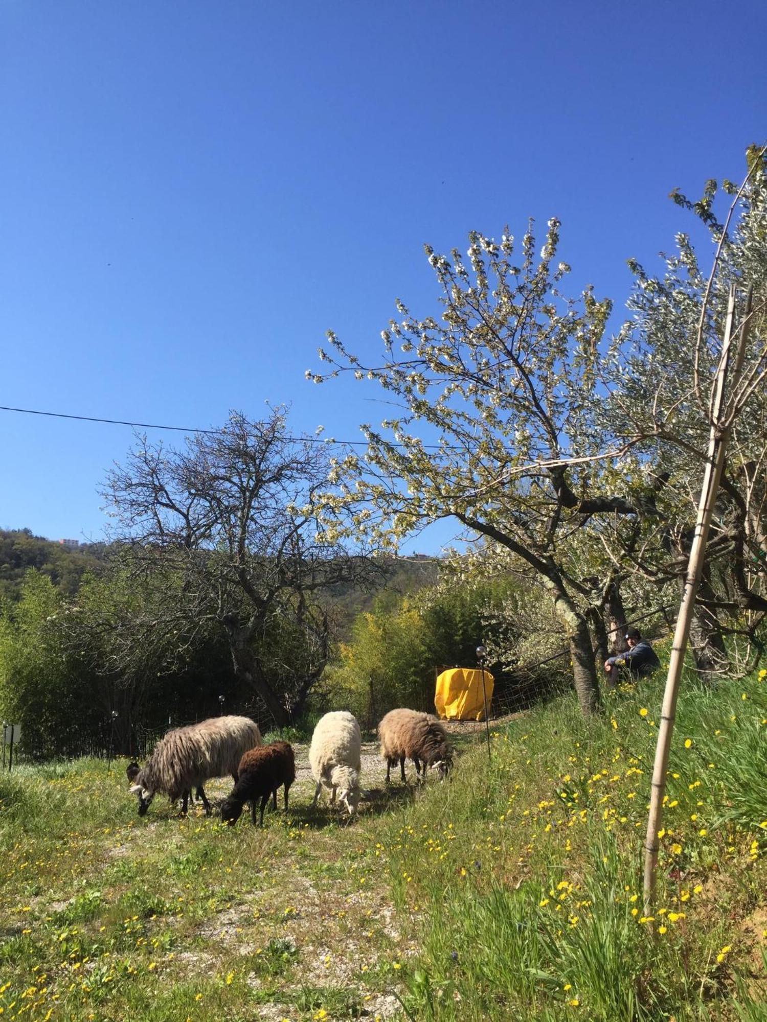 Appartamento Cimbora, Salara *