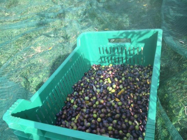 Cimbora, Salara