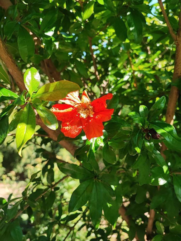Cimbora, Salara * Koper