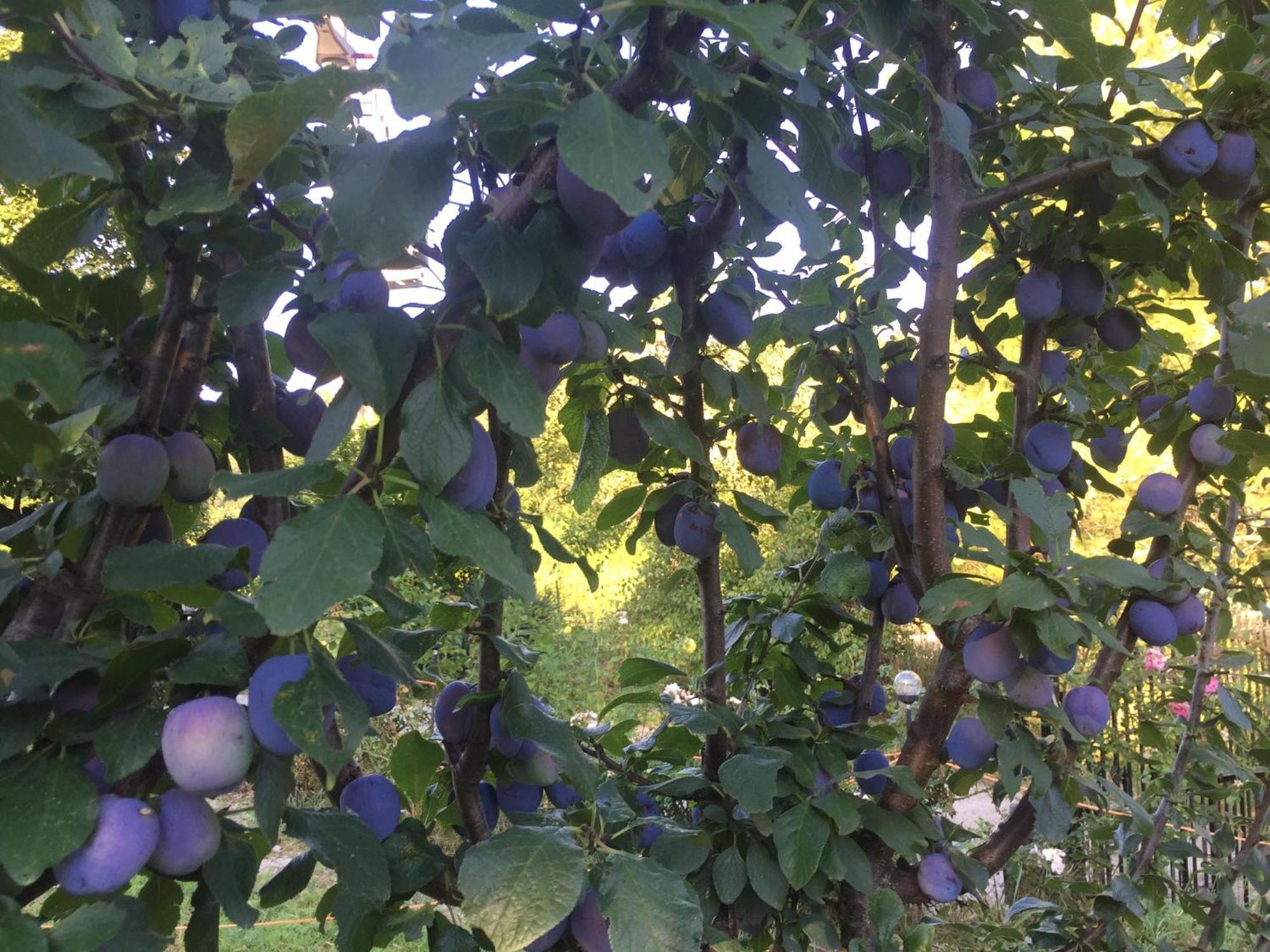 Cimbora, Salara Appartamento