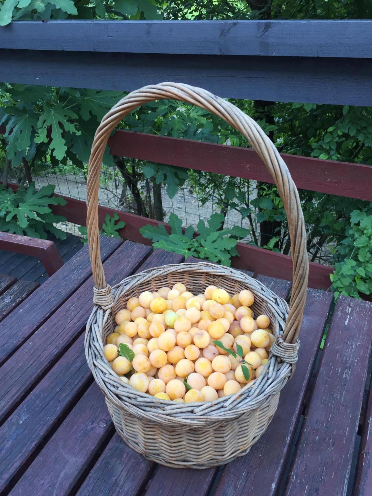 Cimbora, Salara Koper